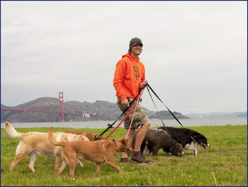 All Star Pet Care, Dogs on leash at Crissy Field, San Francisco